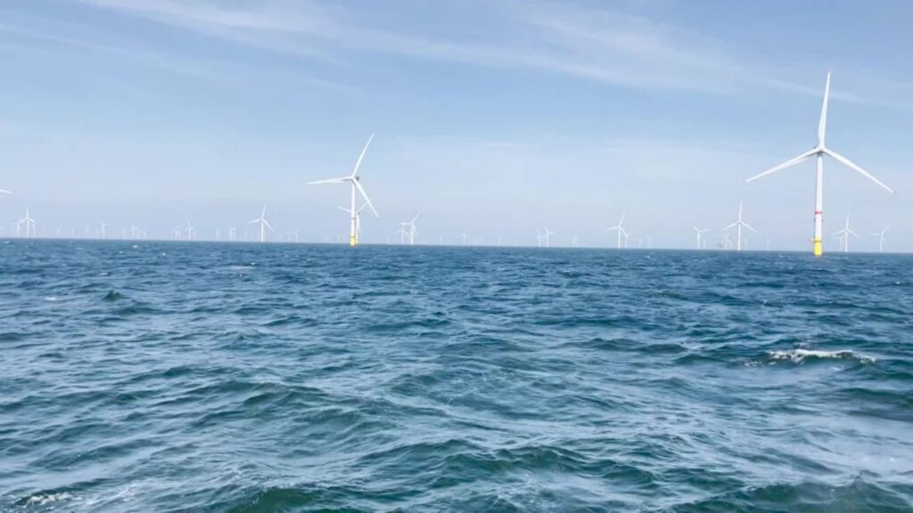 Flat oysters make timid comeback in Belgian North Sea waters