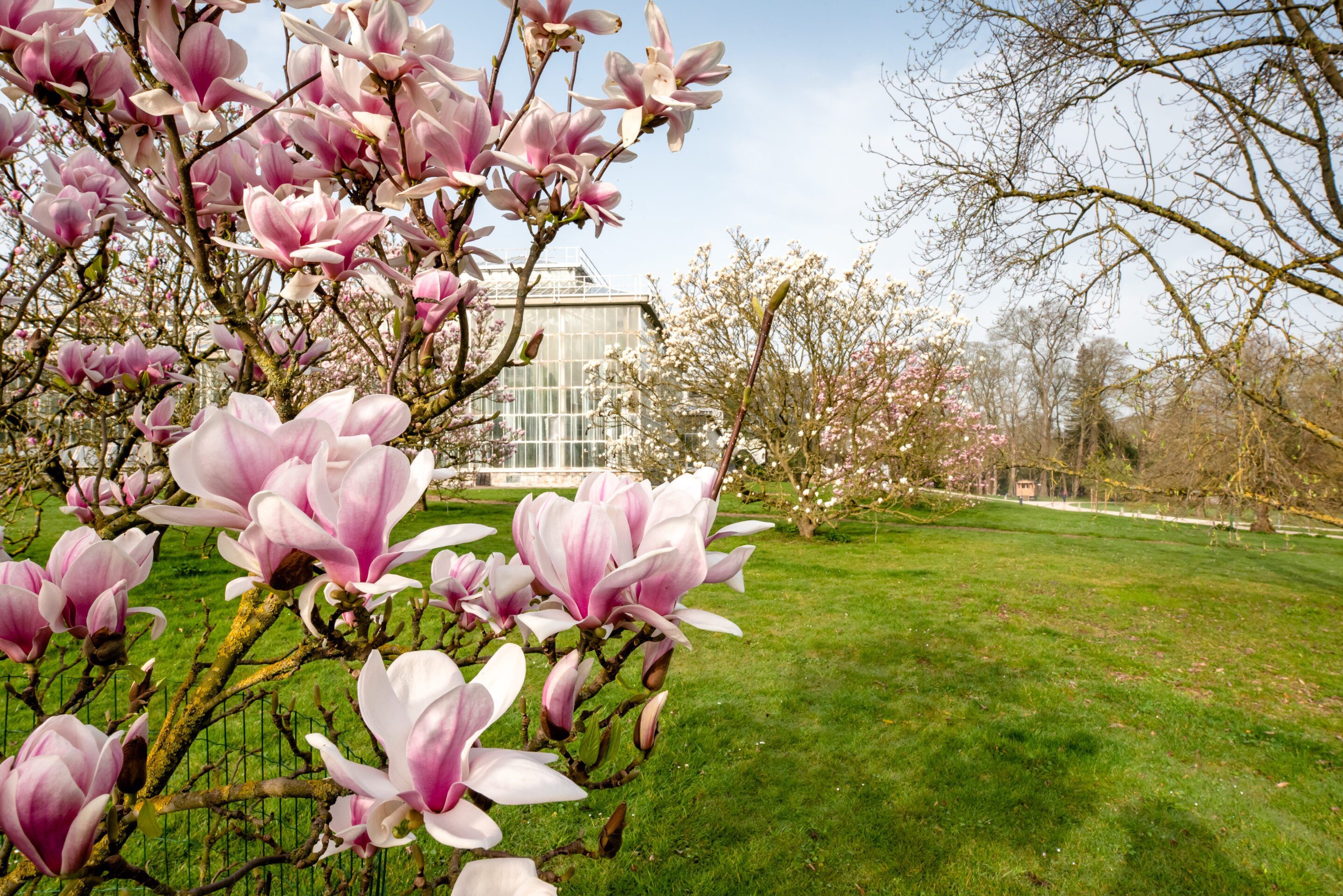 Ancient trees outlive their greenhouses at Meise's Botanic Garden
