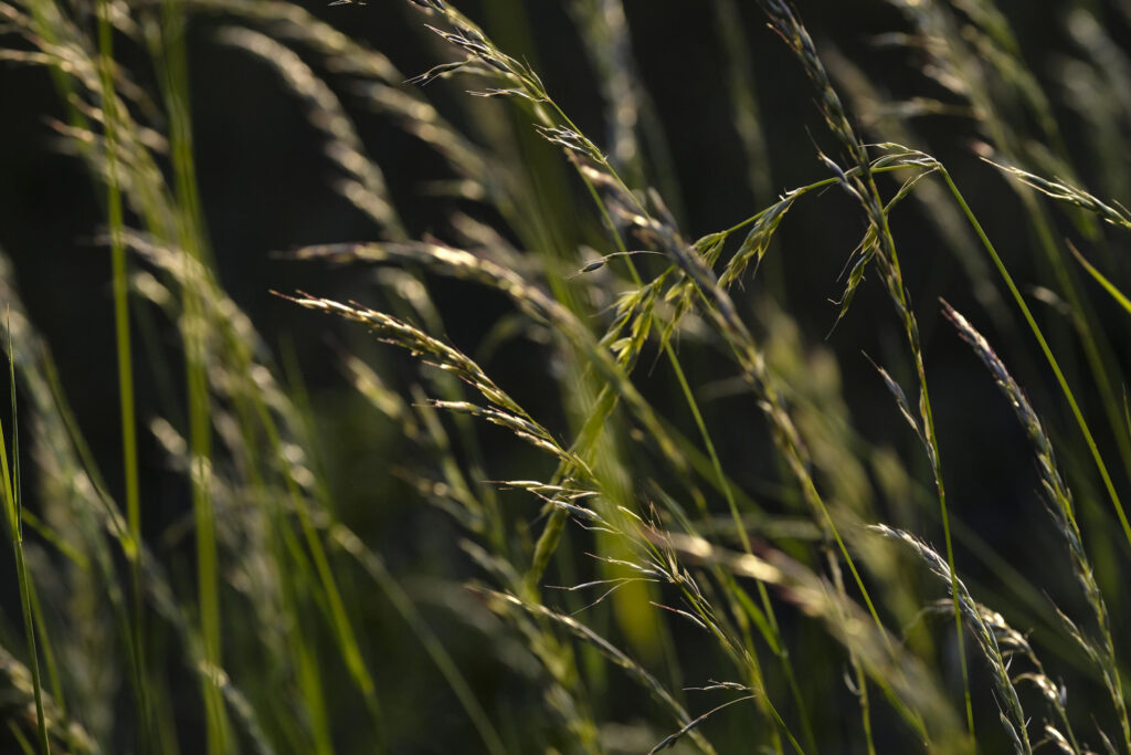 Grass pollen season is back - Belgian health institute