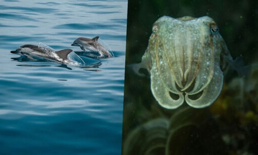 Animals-humans: Can they communicate with each-other?