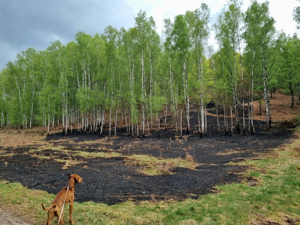 Fire danger warning in all Flemish provinces
