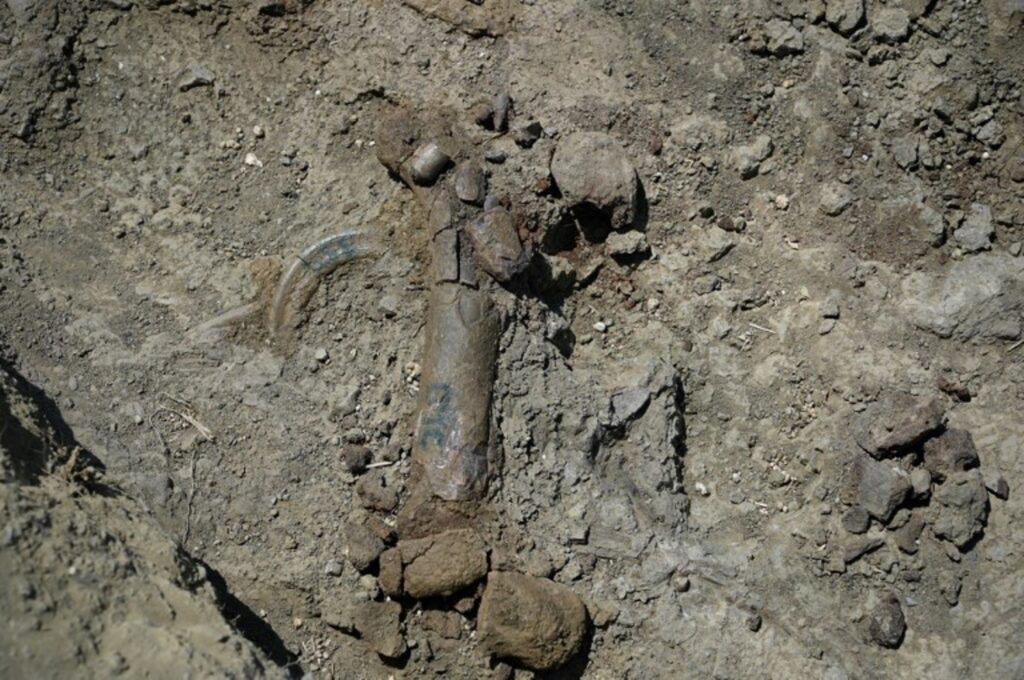 Why some animals fossilise and others don't - study