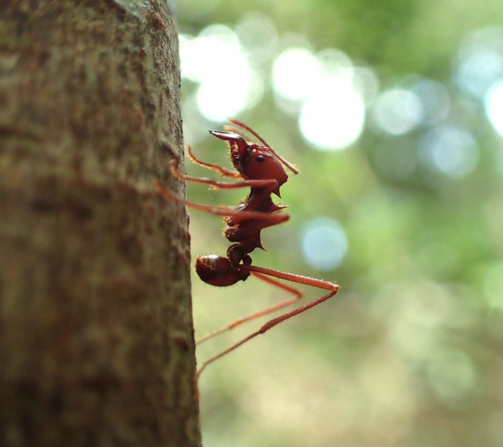 Inside the growing underground trend of ant poaching - Belgian teens learn their fate