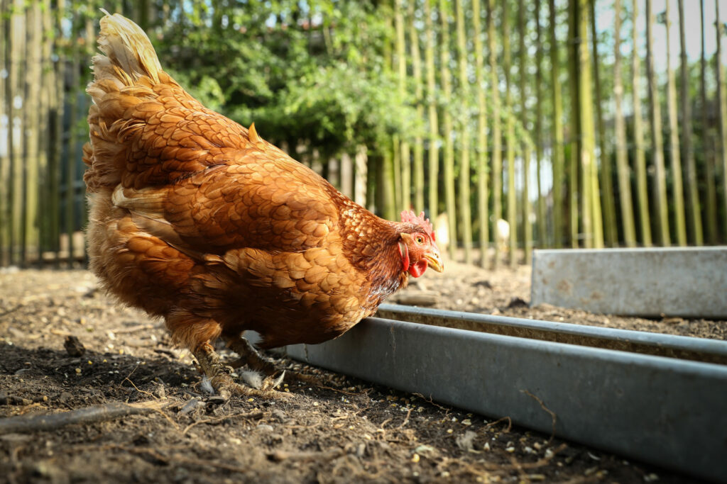 Belgians called to be cautious amid new bird flu outbreak