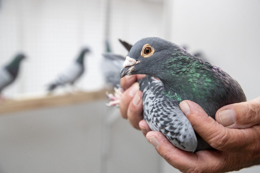 Police dismantle bird-smuggling ring, rescuing 170 pigeons