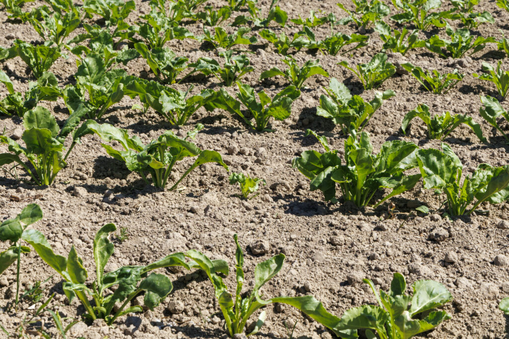 New water pump ban issued just outside of Brussels