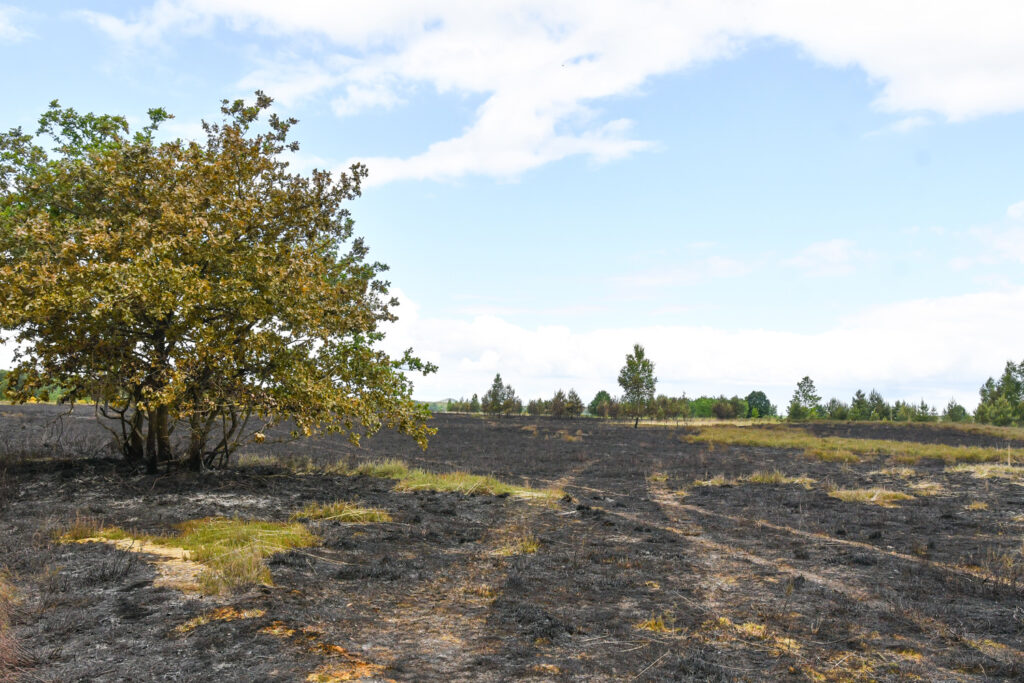 Fire in Flemish national park caused by arson
