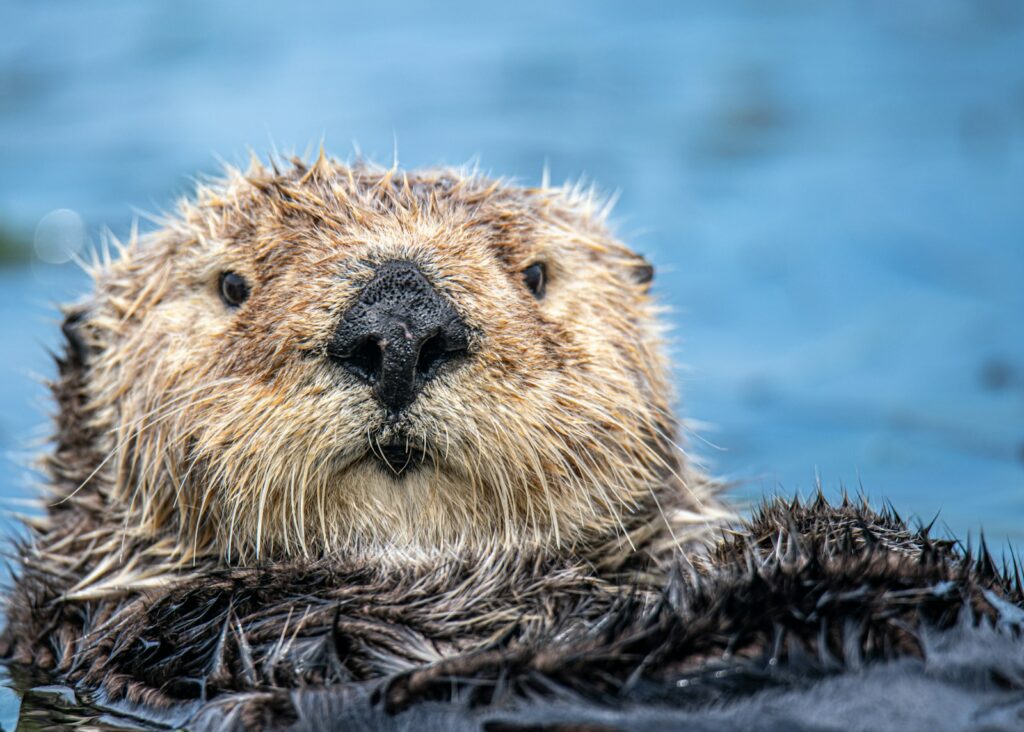 New otter feels at ease in Flanders (video)