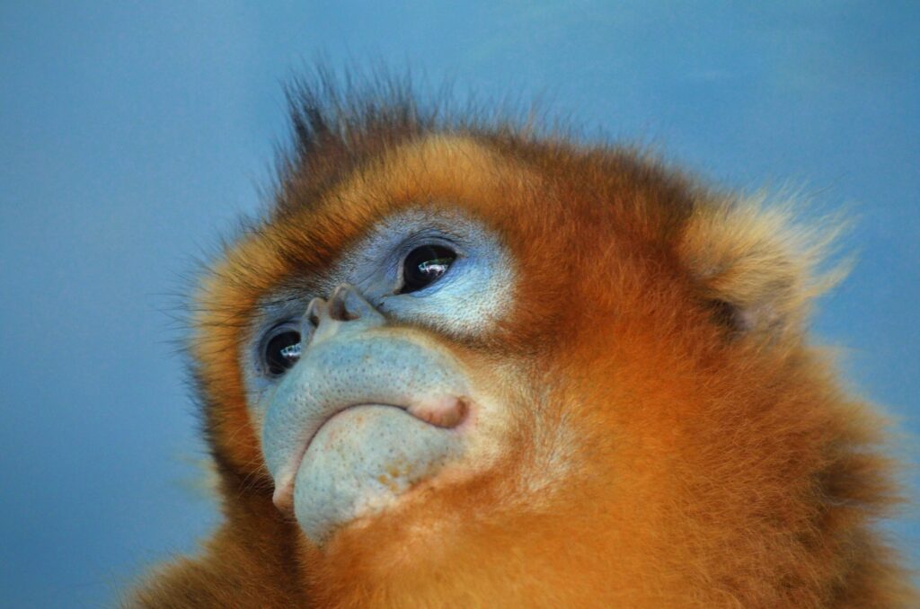 Belgian zoo welcomes three golden monkeys from China