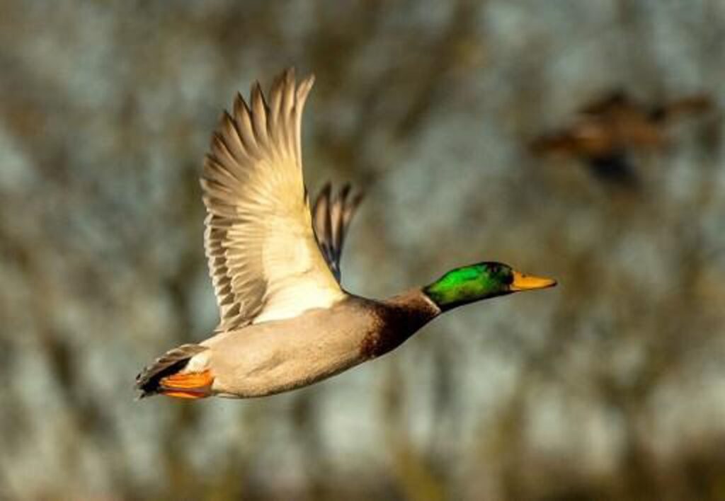 Duck flashed in Switzerland for speeding in 30 km/h zone