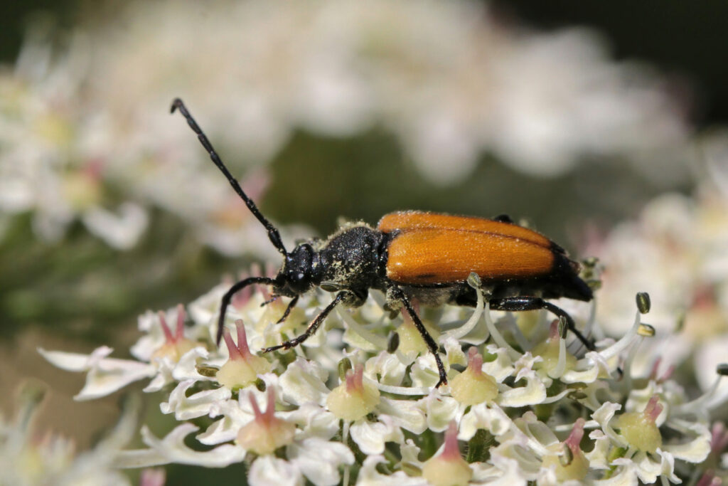 New beetles arrive in Belgium, but 145 species quietly disappear
