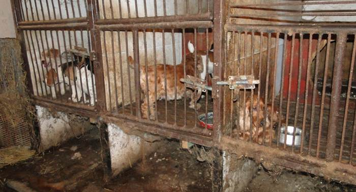 EU tightens traceability and welfare rules for dogs and cats