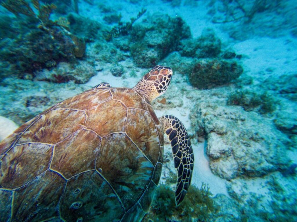 Climate change driving sea turtles towards busy shipping lanes, researchers warn