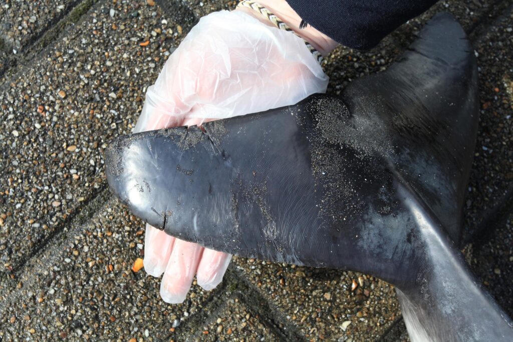 Around 100 marine mammals washed up on the Belgian coast in 2024