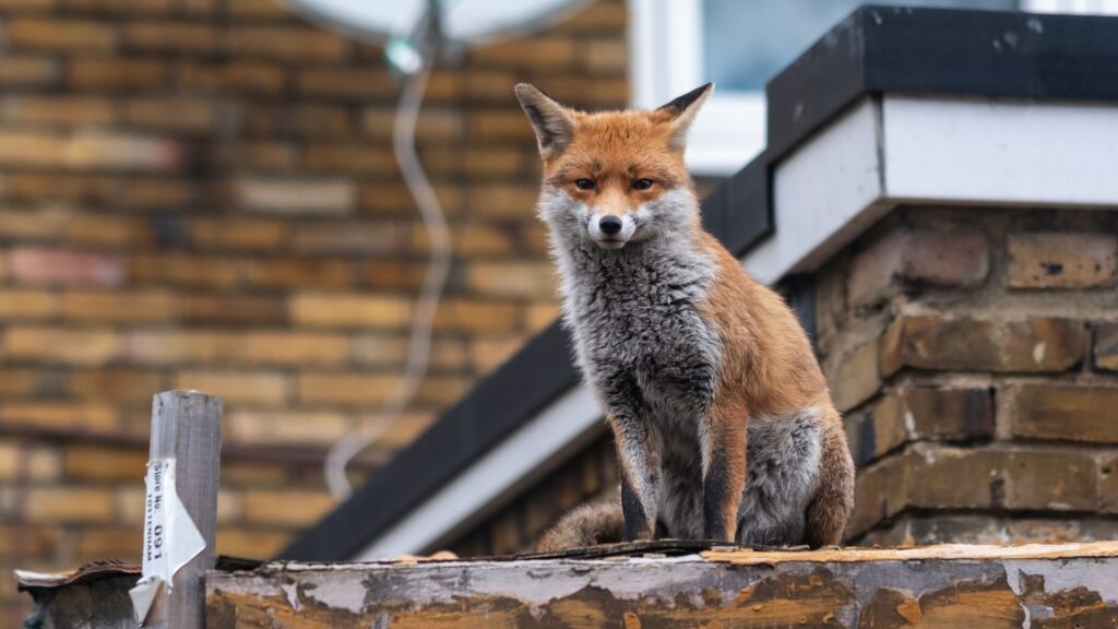 80% of foxes in Brussels infected with mange