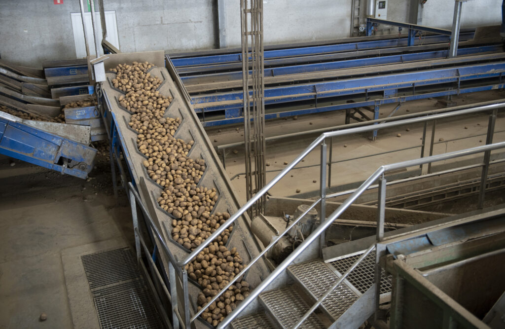 Potato prices plummeting