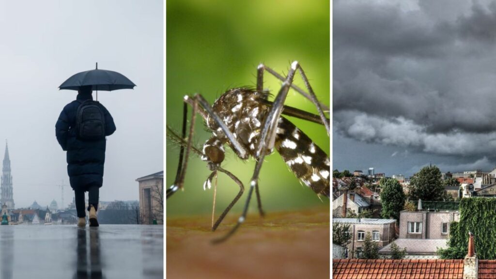 Belgium in Brief: Tiger tiger burning bright...