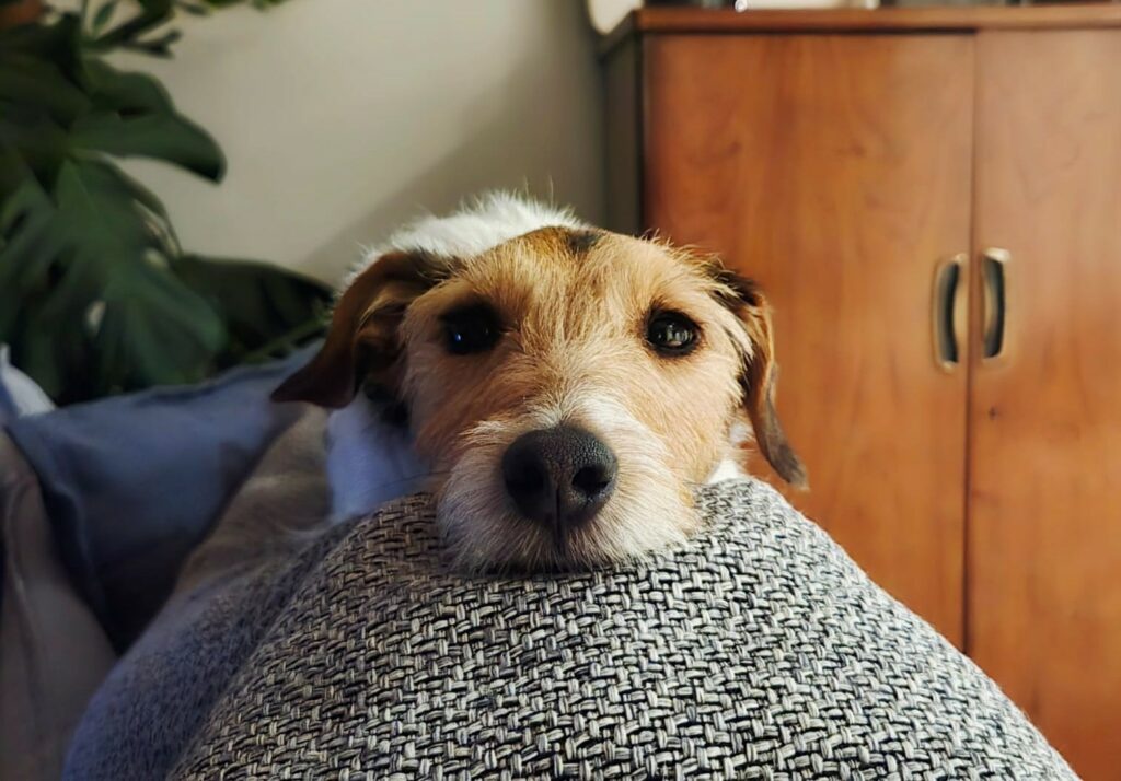 European Parliament delivers for dogs and cats, say animal welfare NGOs 