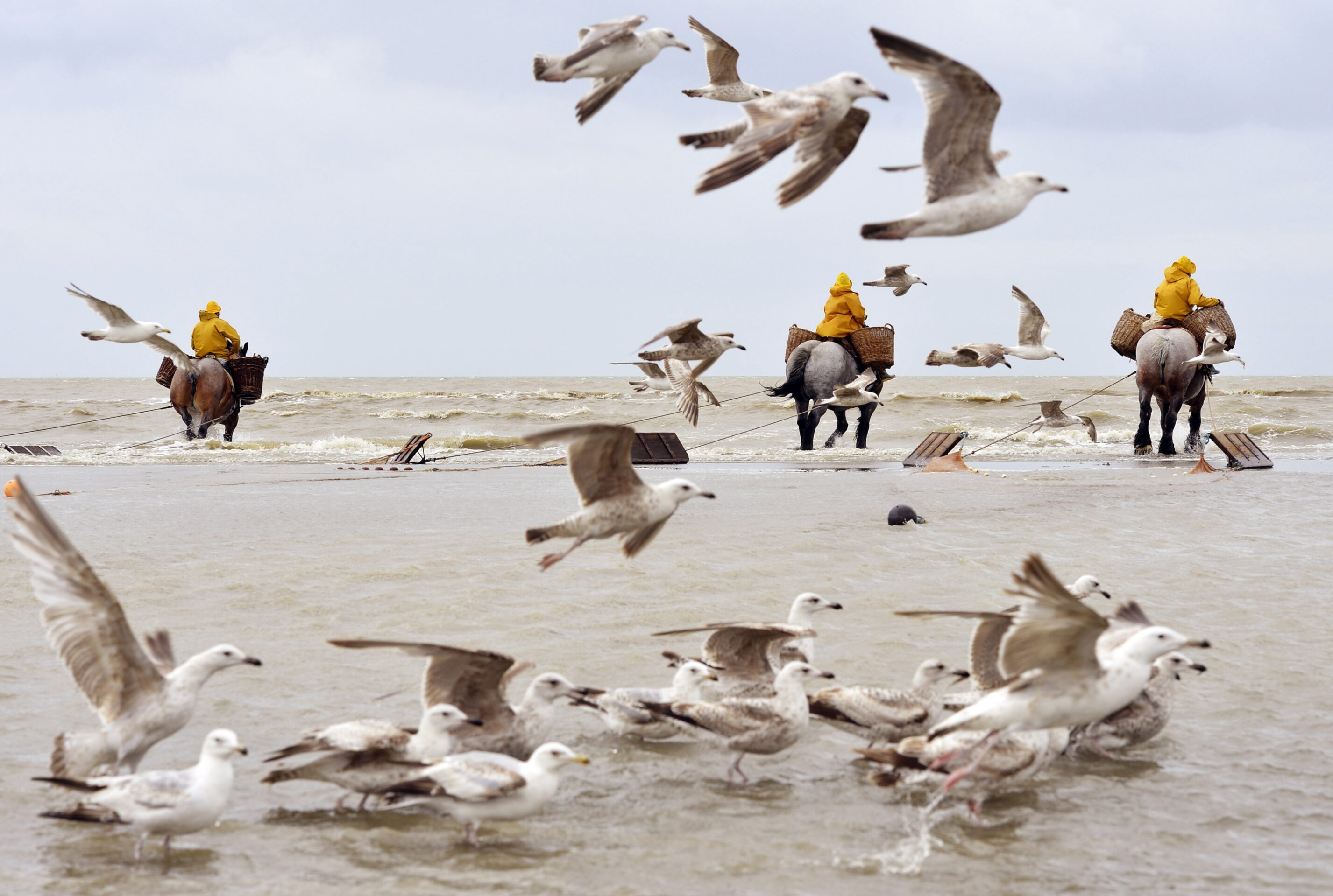 Shrimp riders of the North Sea