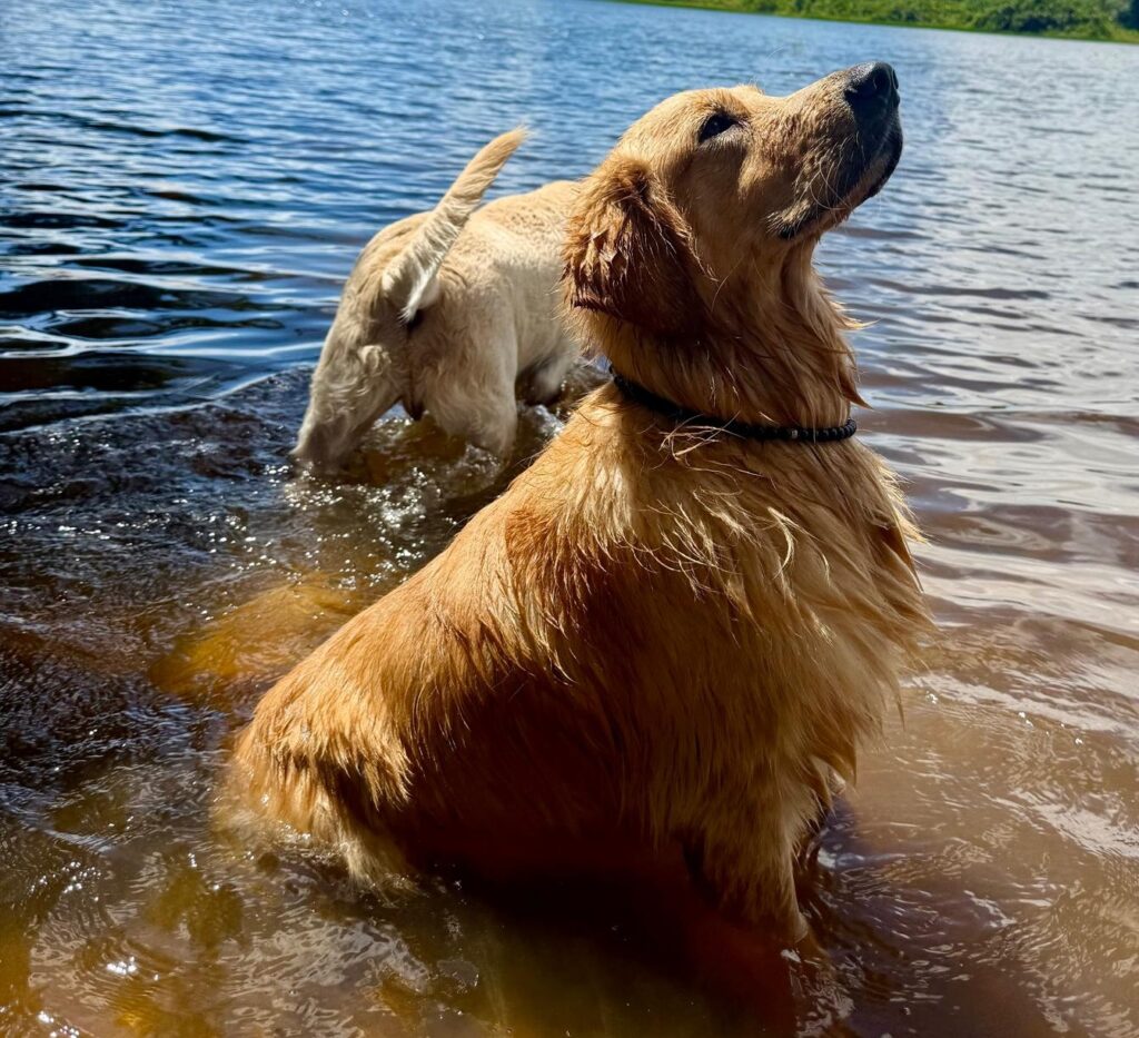 How to keep your pets safe during Belgium's summer heatwaves