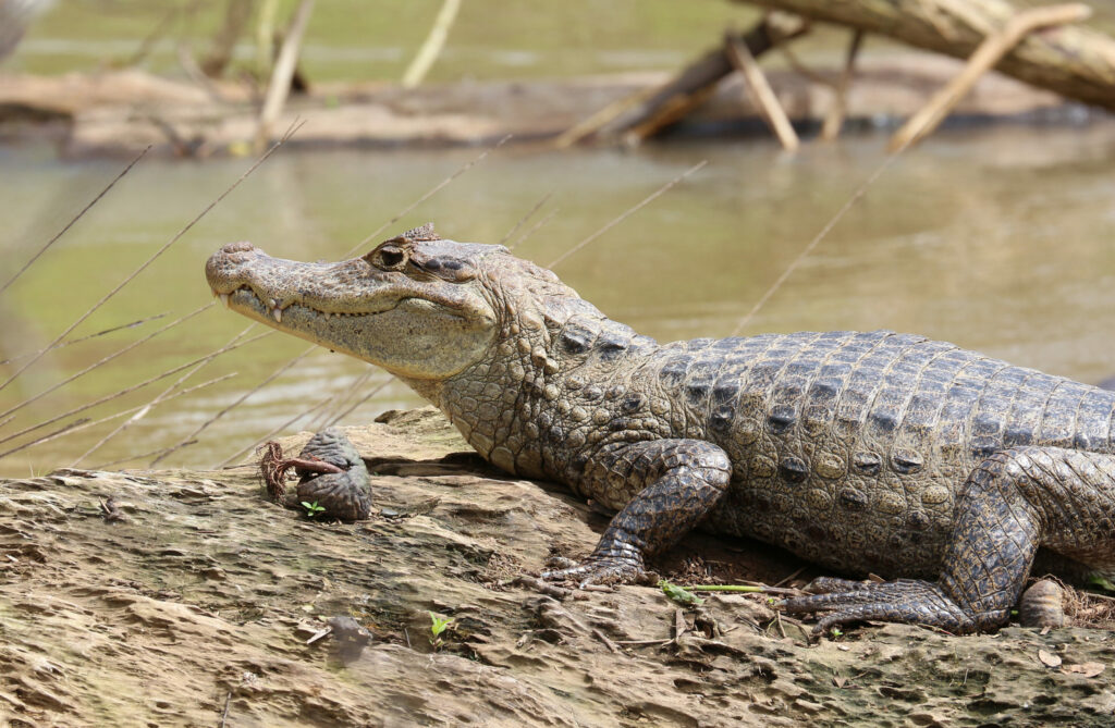 Liège locals warned to keep eye out for fugitive alligator