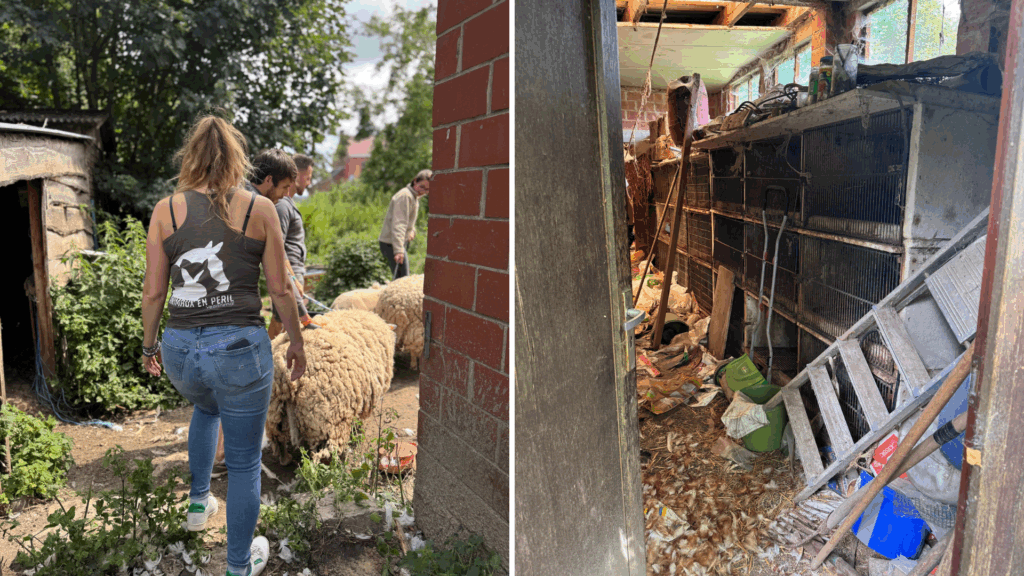 Animals rescued from ‘scene of horror’ at Walloon farm