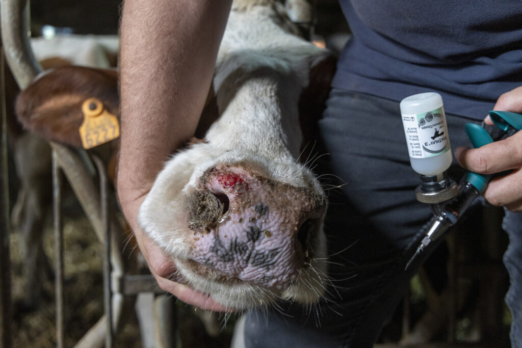 Veterinary students less attracted to rural areas