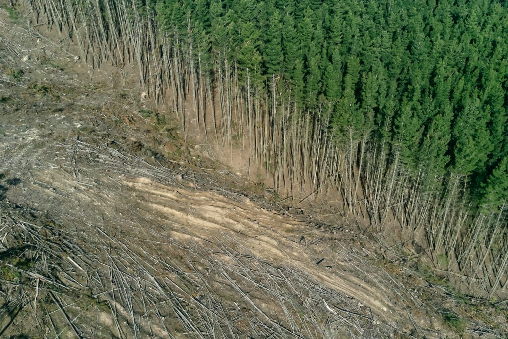 European Parliament calls for new EU law on deforestation