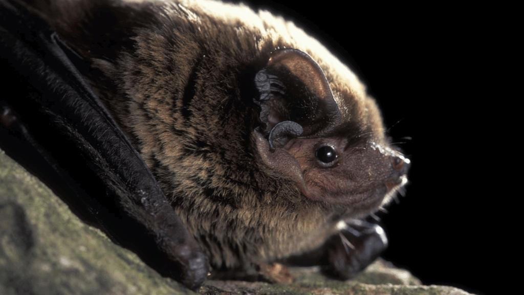 Birthing site for rare bats found in Belgium