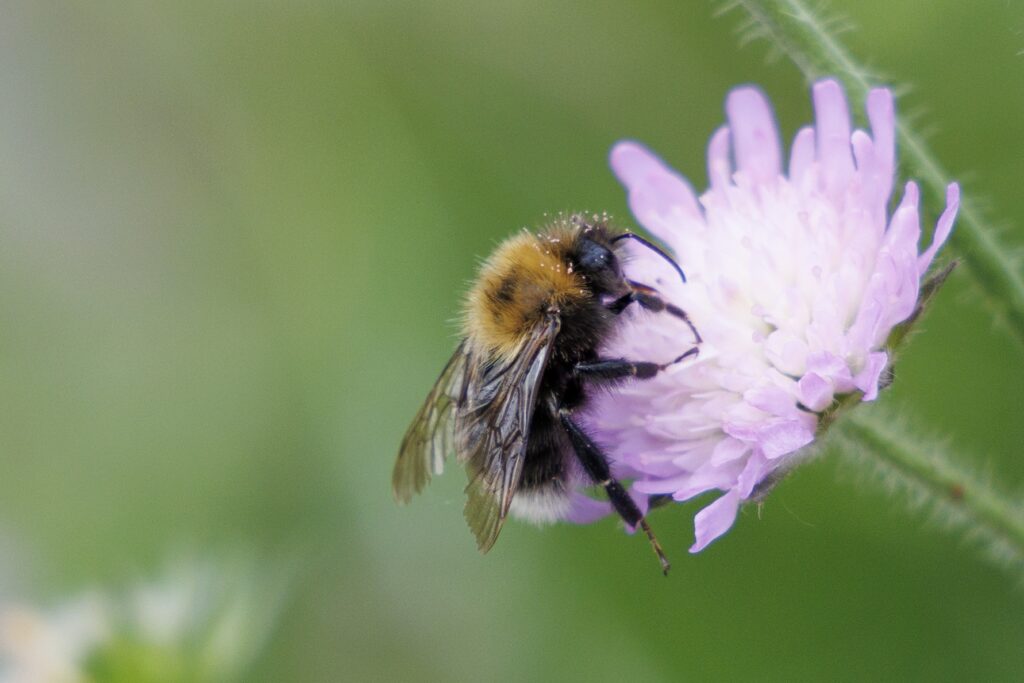 Nature sounds improve quality of life - study