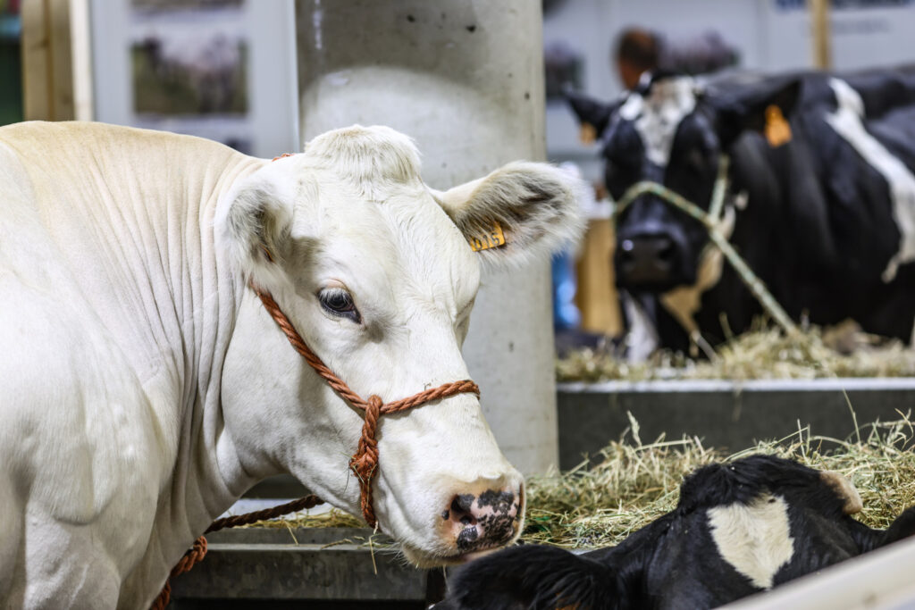 Disease and declining livestock numbers cause meat prices to soar