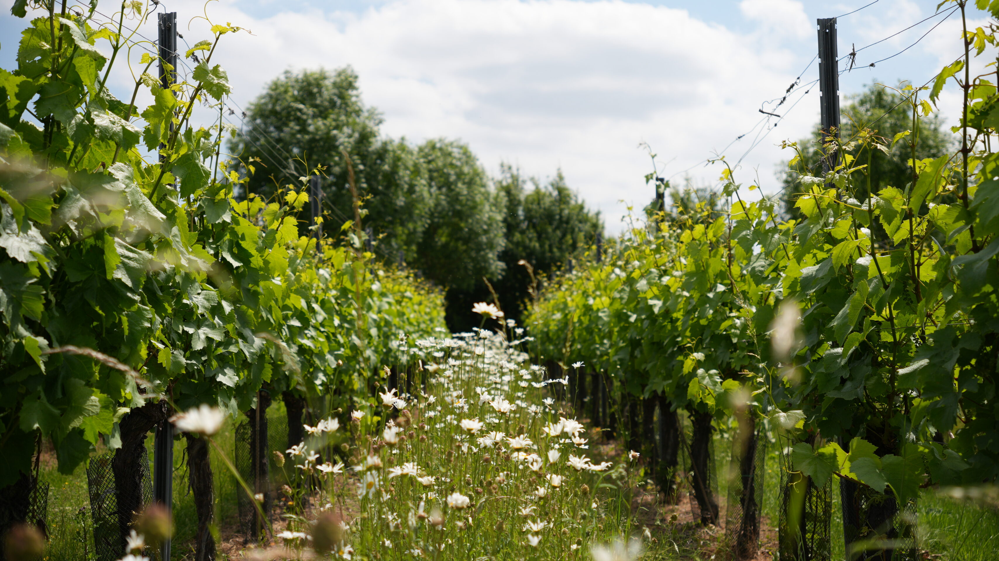 The art of balance: Why Belgian wine is booming