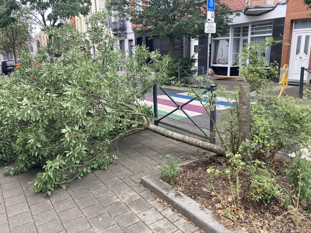 'It's a disgrace': Anger as trees hacked down in apparent act of vandalism
