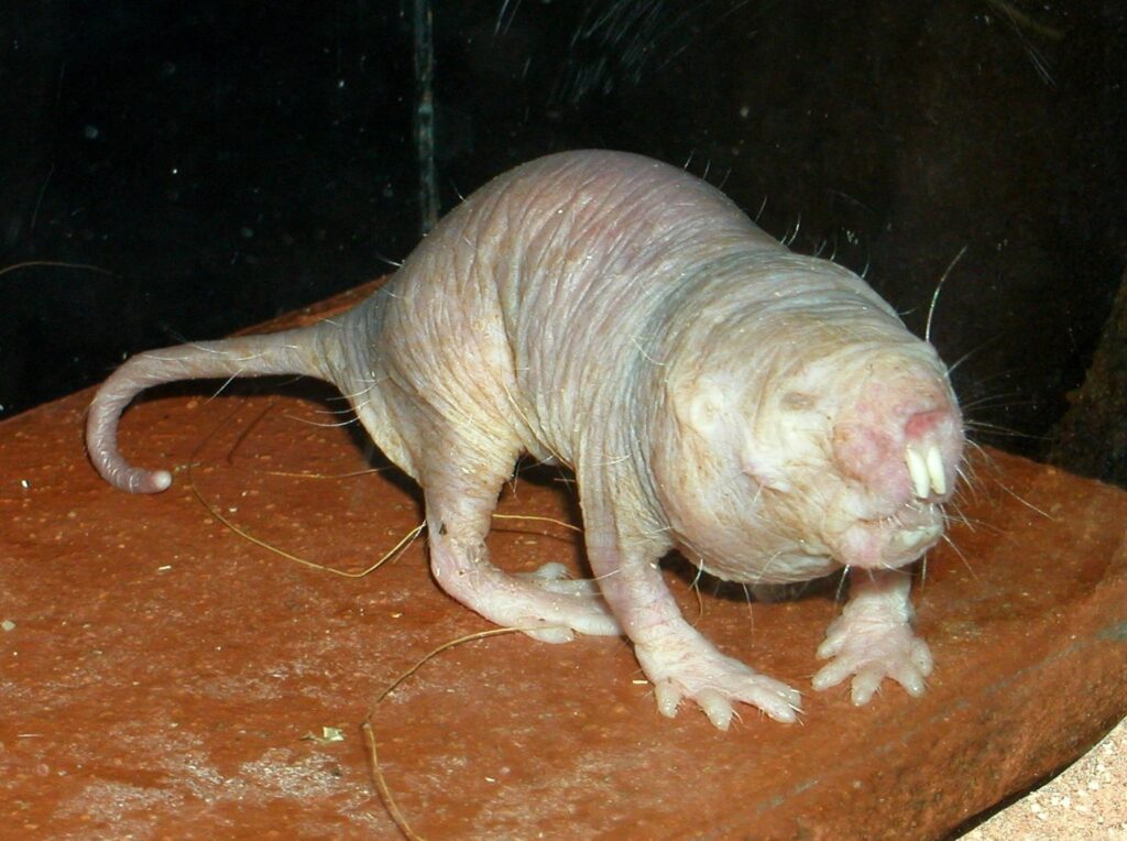 Antwerp Zoo now boasts naked mole-rats