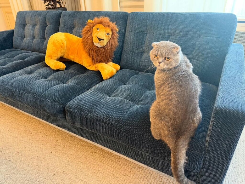 Feline advisor takes residence at Rue de la Loi