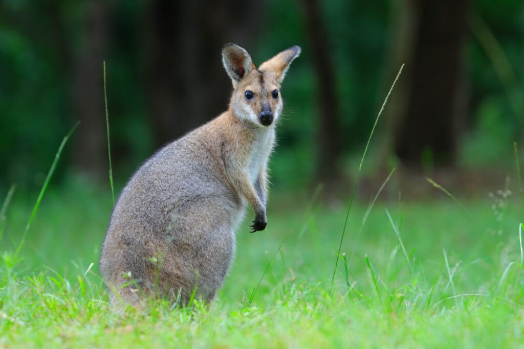 Escaped Belgian wallaby captured in France after search operation