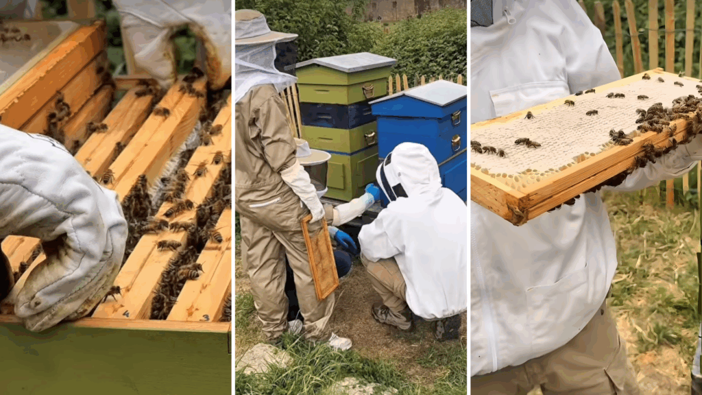 Beehives installed at Ixelles Cemetery to boost biodiversity