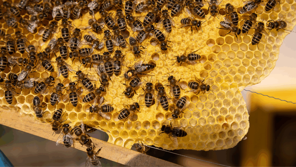 Brussels' honey bee population faces highest winter mortality