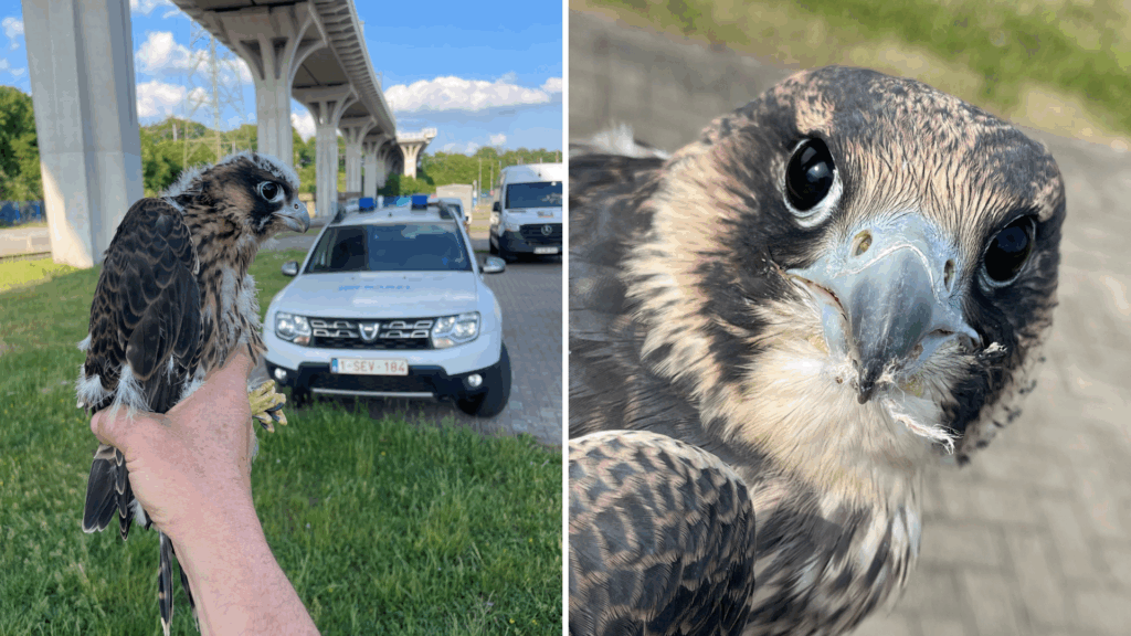 Three falcons released back into the wild in Anderlecht (Video)
