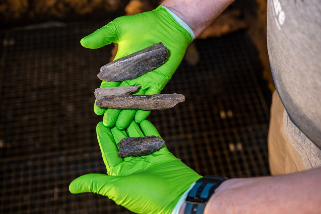 Tools found in Belgian cave were made from lion bones, research shows