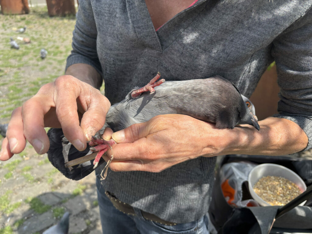 Pigeon lady of Brussels fights to restore pill after programme suspended
