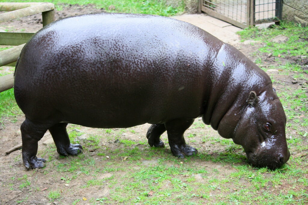 Antwerp Zoo welcomes dwarf hippos again