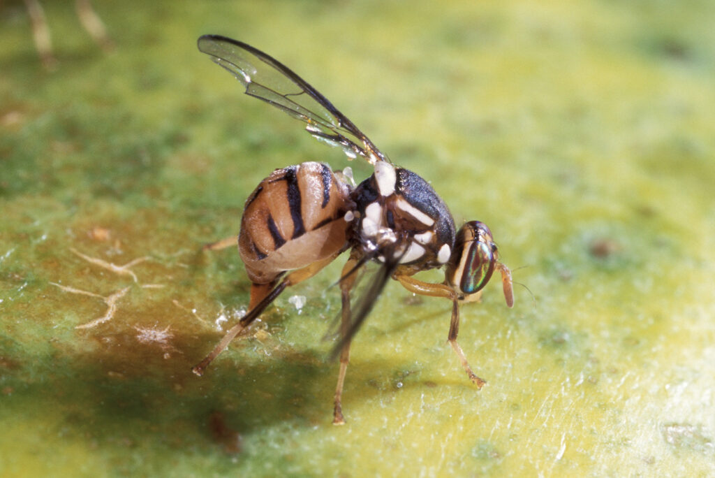 More oriental fruit flies found in Belgium