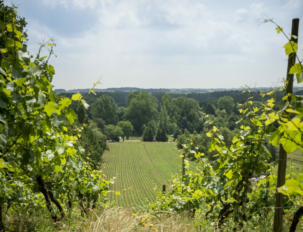 Promoted | 5 walks through Hageland’s vineyards