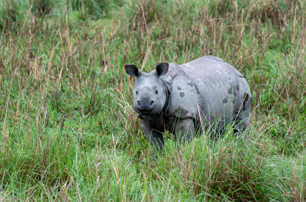 Rare Indian rhino born in Planckendael Zoo