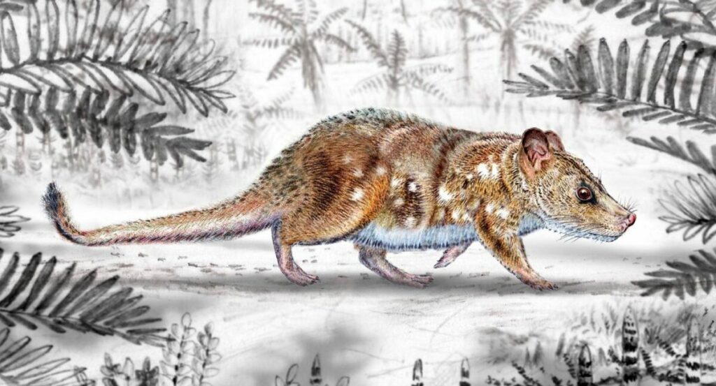 Scientists in Chili discover the fossil of a prehistoric mouse-sized mammal