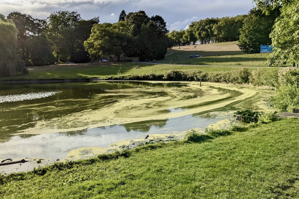 Toxic blue-green algae found in Brussels ponds