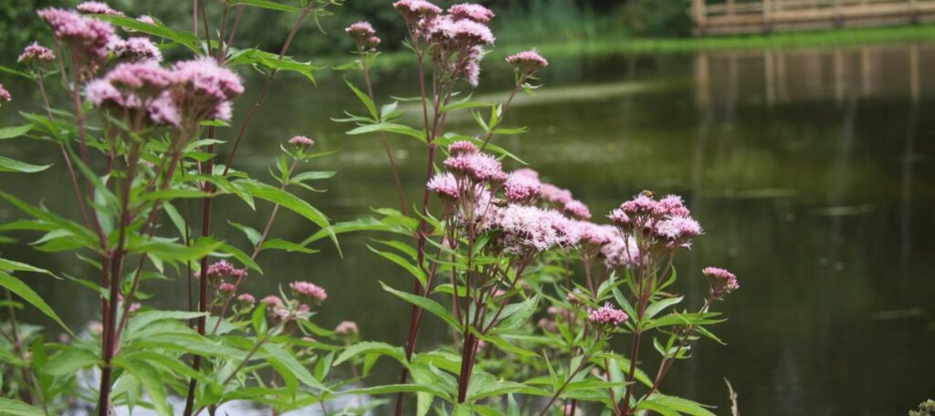 New network of ponds created to boost biodiversity in Attert