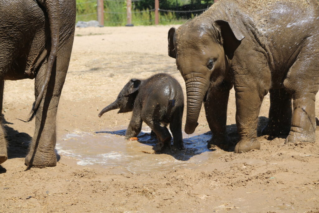 Cute addition: Elephant calf from endangered species born at Pairi Daiza