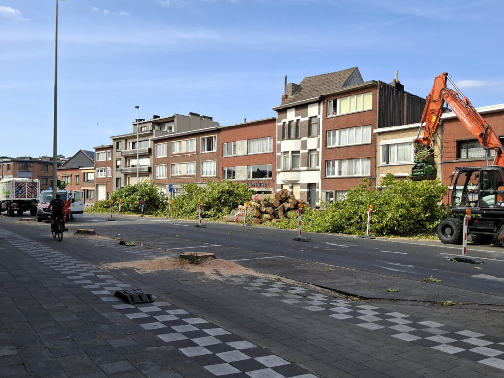 Council rules against halting controversial tree felling